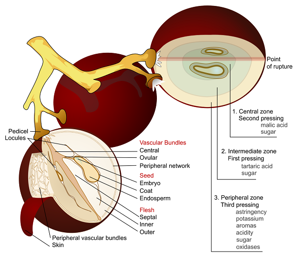 Grape Anatomy