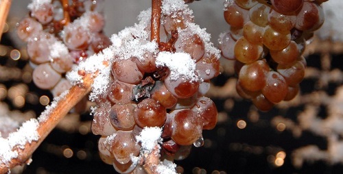 Ice Wine Grapes