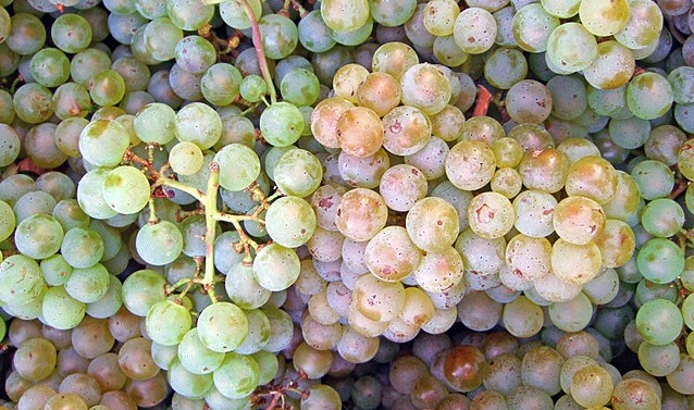 Pinot Blanc Grapes